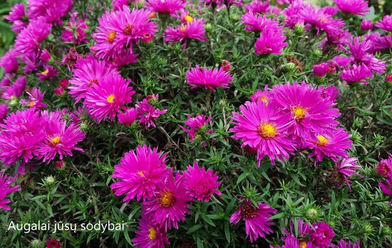 Krūminis astras (Aster dumosus) 'Purple Diamond'